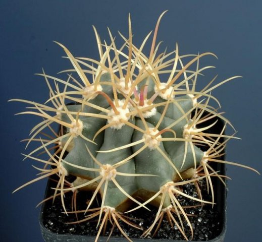 Ferocactus_johnstonianus